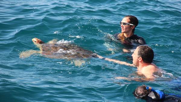 Elías Bendodo participa en la suelta de tortuga marina tratada aula del mar Elías Bendodo participa en la suelta de tortuga marina tratada aula del mar