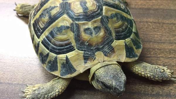 Tortuga protegida Tortuga protegida