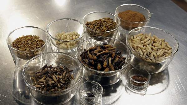Insectos como ingredientes de cocina Insectos como ingredientes de cocina