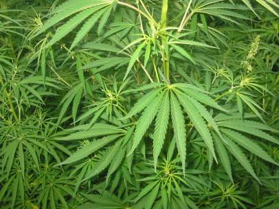 Cannabis.