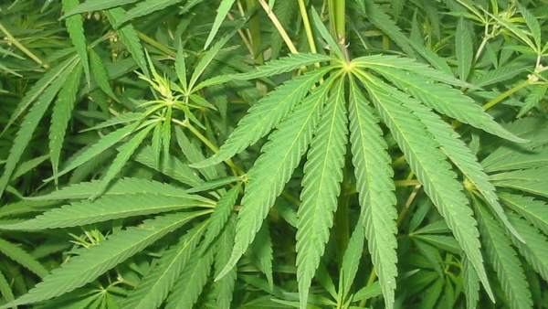 Cannabis. Cannabis.