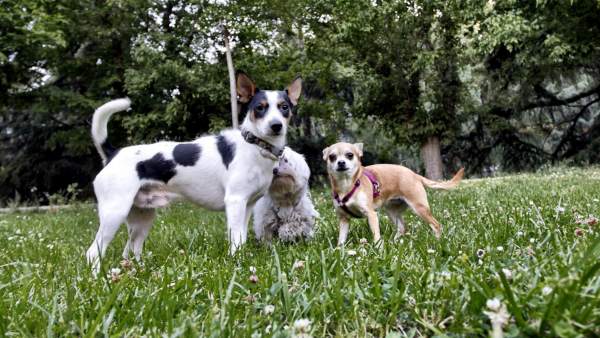 Tres perros en un parque Tres perros en un parque