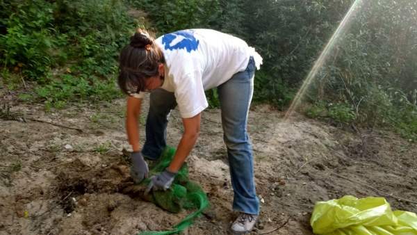 Un voluntario limpiando un paraje. Un voluntario limpiando un paraje.