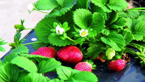 Fresas de Huelva Fresas de Huelva