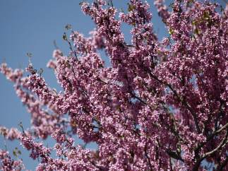 Primavera
