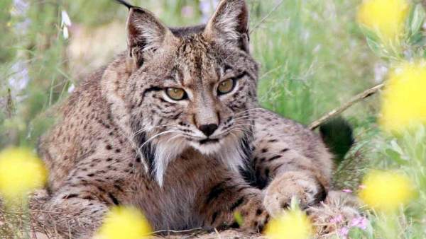 Lince ibérico Lince ibérico