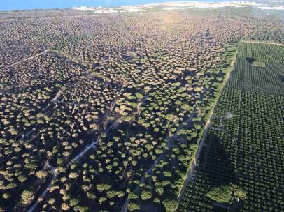 Incendio de Doñana
