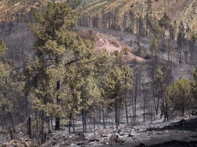 Incendio forestal