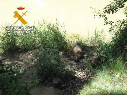 Perro muerto encontrado en el Júcar