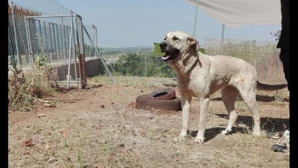 Perro adoptado Perro adoptado