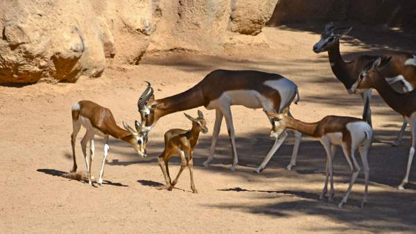 Bioparc rep per seté any consecutiu el Certificat d'Excel·lència de TripAdvisor Bioparc rep per seté any consecutiu el Certificat d'Excel·lència de TripAdvisor
