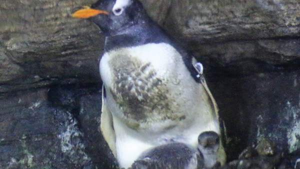 Pingüinos 'Juanito' nacen en l'Oceanogràfic Pingüinos 'Juanito' nacen en l'Oceanogràfic