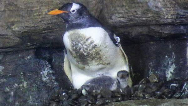 Naixen quatre pingüins 'Juanito' de quatre parelles distintes en l'Oceanogràfic de València Naixen quatre pingüins 'Juanito' de quatre parelles distintes en l'Oceanogràfic de València