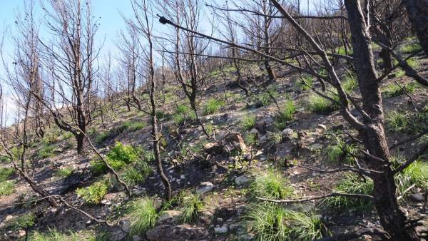 Hay gran cantidad de rebrotes de palmito y carrizo en la Serra de Tramuntana Hay gran cantidad de rebrotes de palmito y carrizo en la Serra de Tramuntana