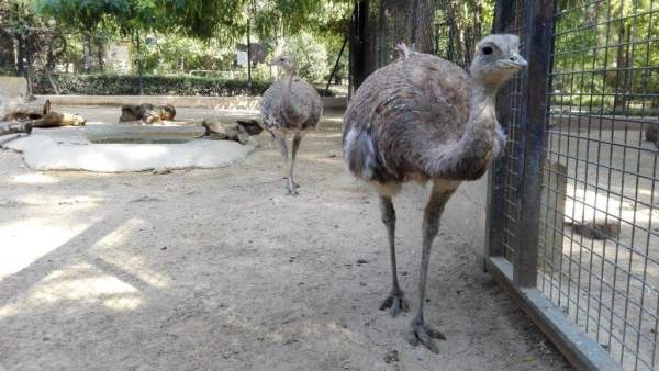 Ñandu llega al zoo Ñandu llega al zoo