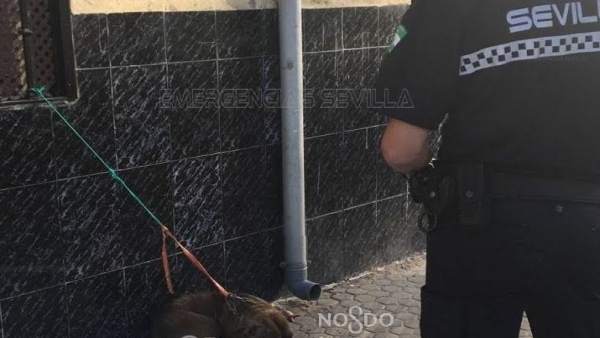La Policía Local denuncia al presunto autor del robo de un pitbull La Policía Local denuncia al presunto autor del robo de un pitbull