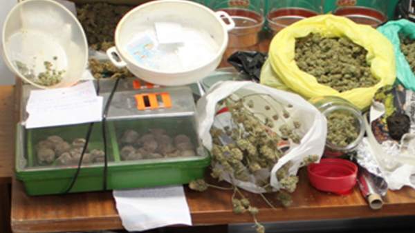 Marihuana intervenida Marihuana intervenida