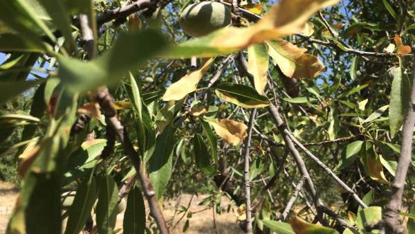 Ndp Para Su Difusión: Xylella Fastidiosa | Unión De Uniones Reclama Al Ministeri Ndp Para Su Difusión: Xylella Fastidiosa | Unión De Uniones Reclama Al Ministeri
