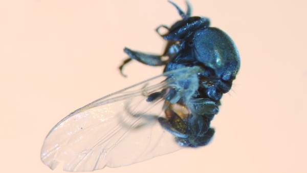 Mosca negra Mosca negra