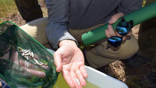 Pex fartet suelta en málaga desembocadura del guadalhorce especie piscícola amen Pex fartet suelta en málaga desembocadura del guadalhorce especie piscícola amen