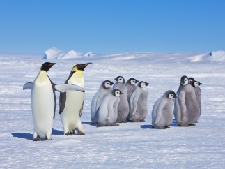 Pingüino emperador