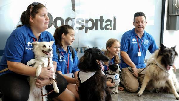 Dogspital Dogspital