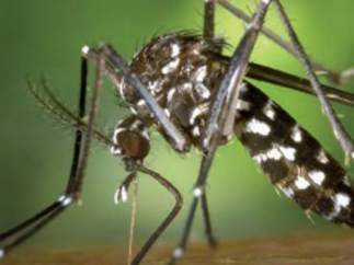 Imagen de un mosquito tigre