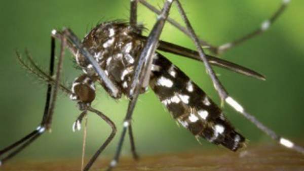 Imagen de un mosquito tigre Imagen de un mosquito tigre