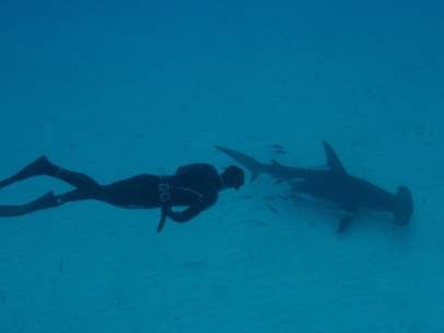 Michael Phelps en la Discovery Shark Week