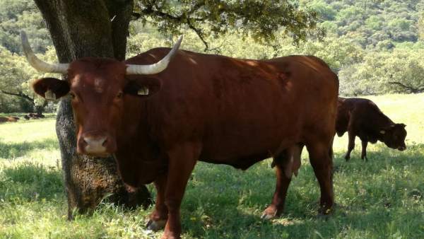 Dehesa, ganado. Dehesa, ganado.