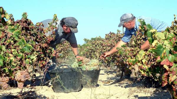 Imagen de la vendimia en Huelva. Imagen de la vendimia en Huelva.