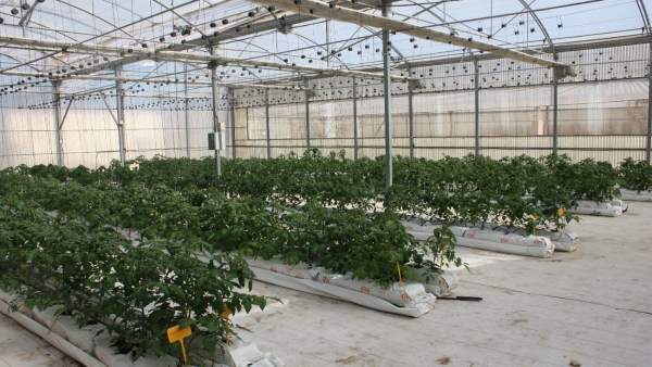 El cultivo hidropónico de tomate El cultivo hidropónico de tomate