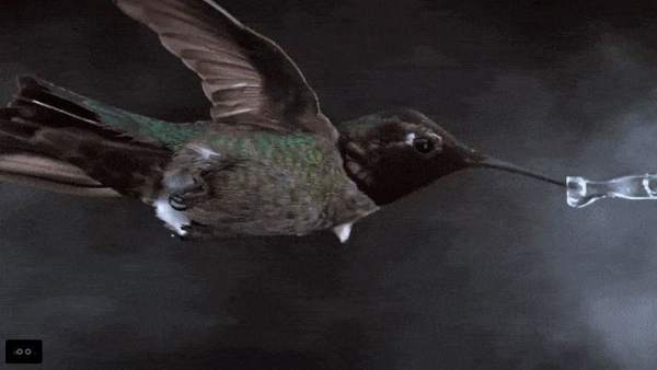 Colibrí Colibrí