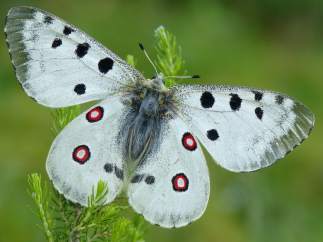 Mariposa Parnassius Apollo