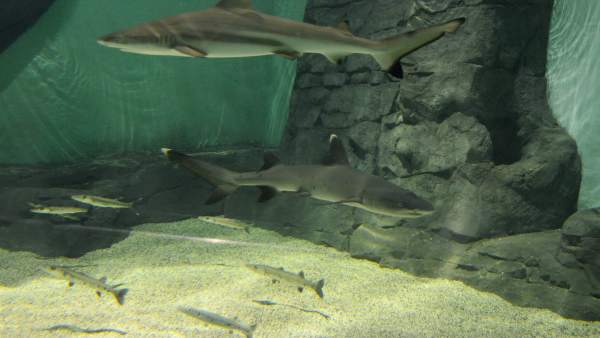 Tiburones puntas negras y blancas en el Acuario de Sevilla Tiburones puntas negras y blancas en el Acuario de Sevilla