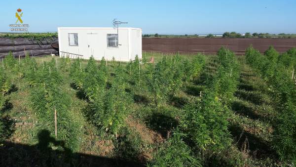 La Guardia Civil desmantela dos plantaciones de marihuana La Guardia Civil desmantela dos plantaciones de marihuana