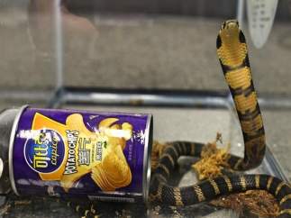 Cobra patatas