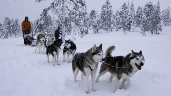 Husky siberiano Husky siberiano