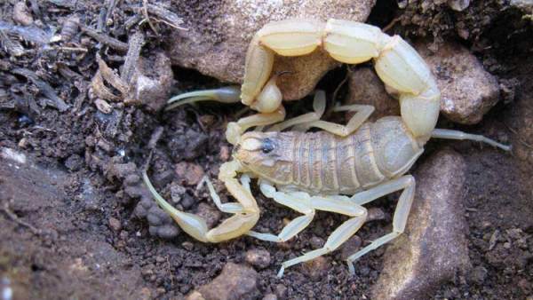 Escorpión común Escorpión común