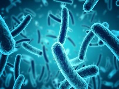 Bacterias