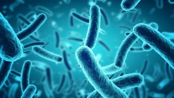 Bacterias Bacterias
