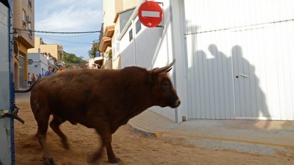 'Bous al carrer' 'Bous al carrer'