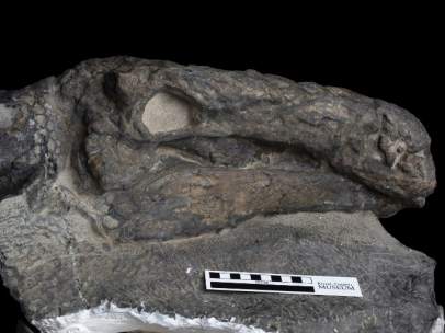 El fósil de dinosaurio mejor conservado del mundo.