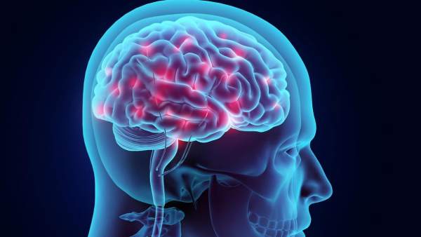 Resultado de imagen para cerebro