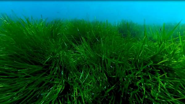 Posidonia oceánica Posidonia oceánica