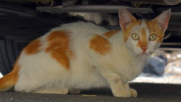 Gato callejero en Alhaurín Gato callejero en Alhaurín