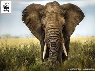 Elefante