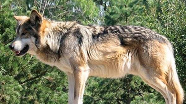 Lobo ibérico Lobo ibérico