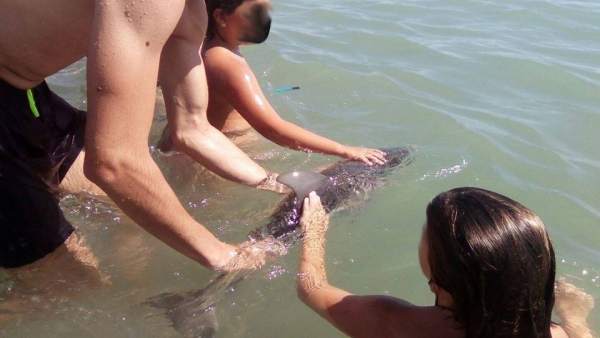Delfín varado en la playa de Mojácar Delfín varado en la playa de Mojácar