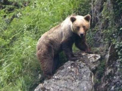 Oso pardo